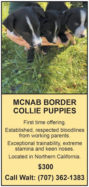 MCNAB BORDER COLLIE PUPPIES